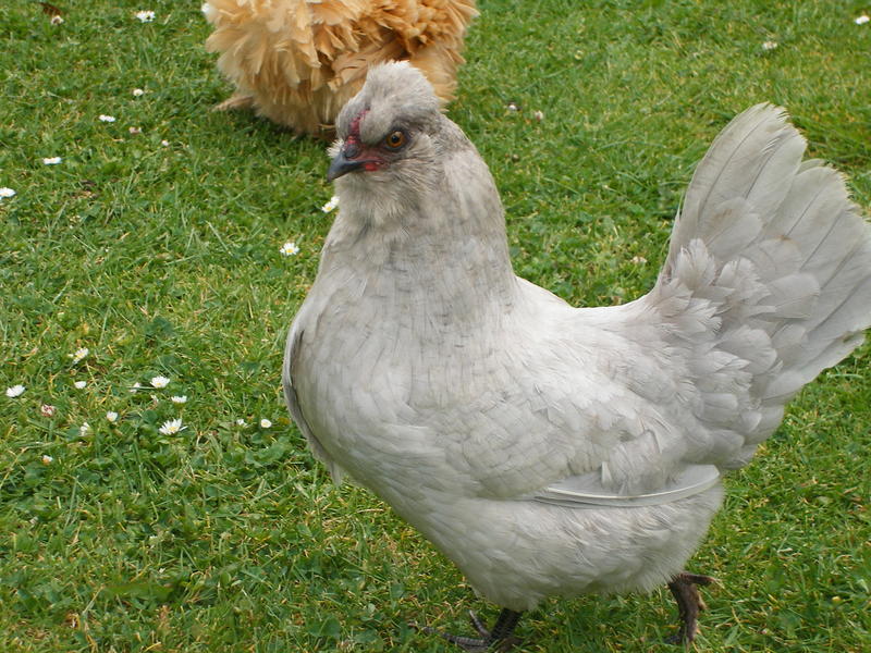 araucana hen black